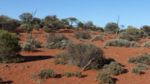 Lake Wells Potash typical vegetation communities