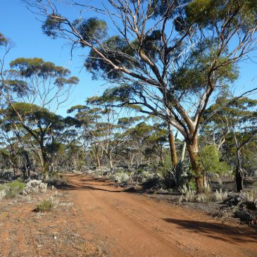Sirius commences construction of the Nova Nickel Project